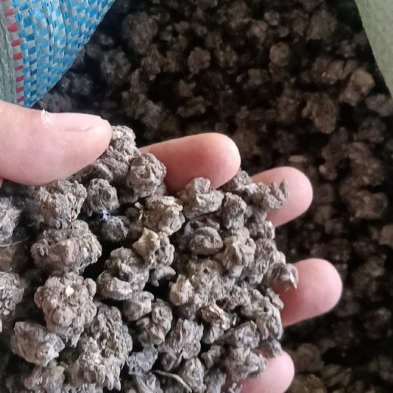 猫爪草，大量供货，不同归格，欢迎老板采购
