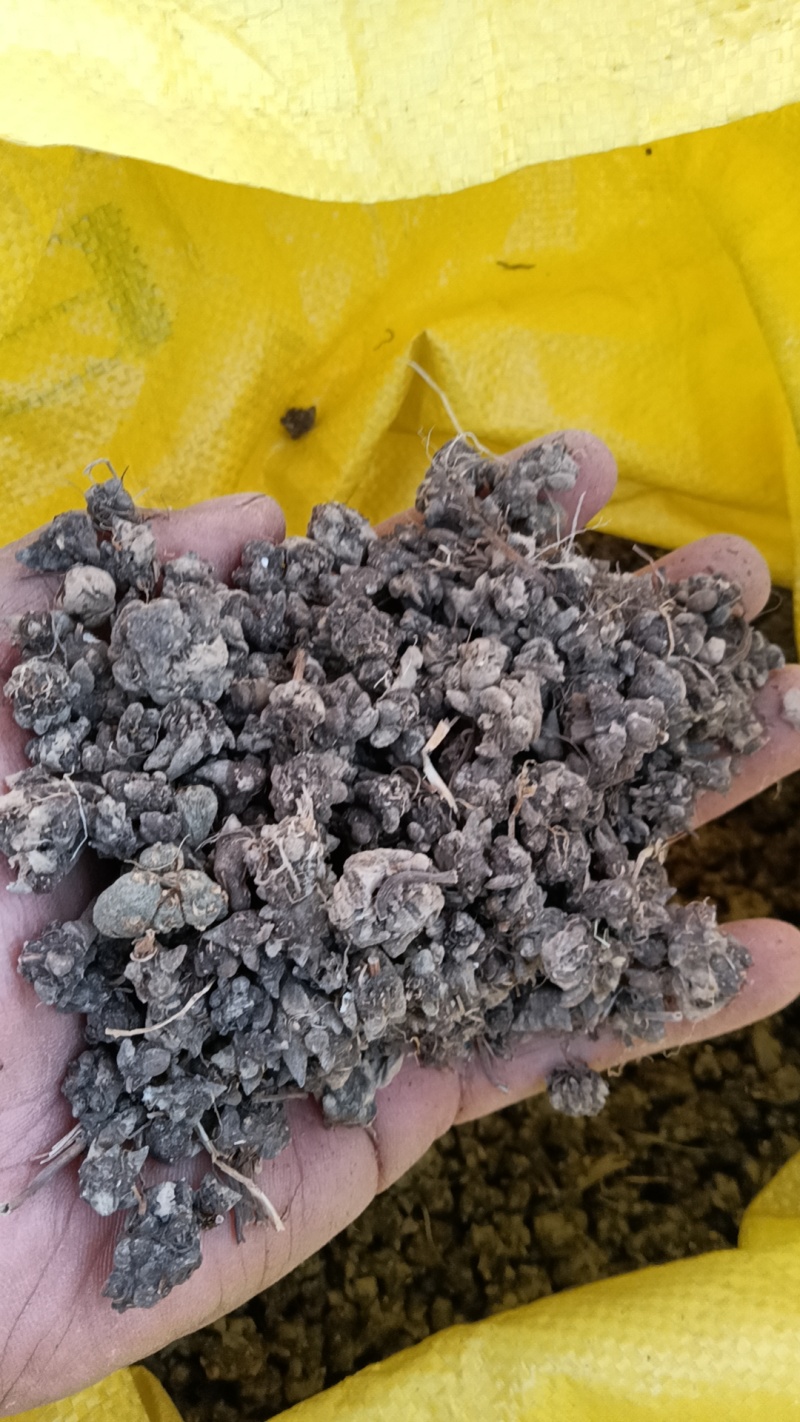 猫爪草，大量供货，不同归格，欢迎老板采购