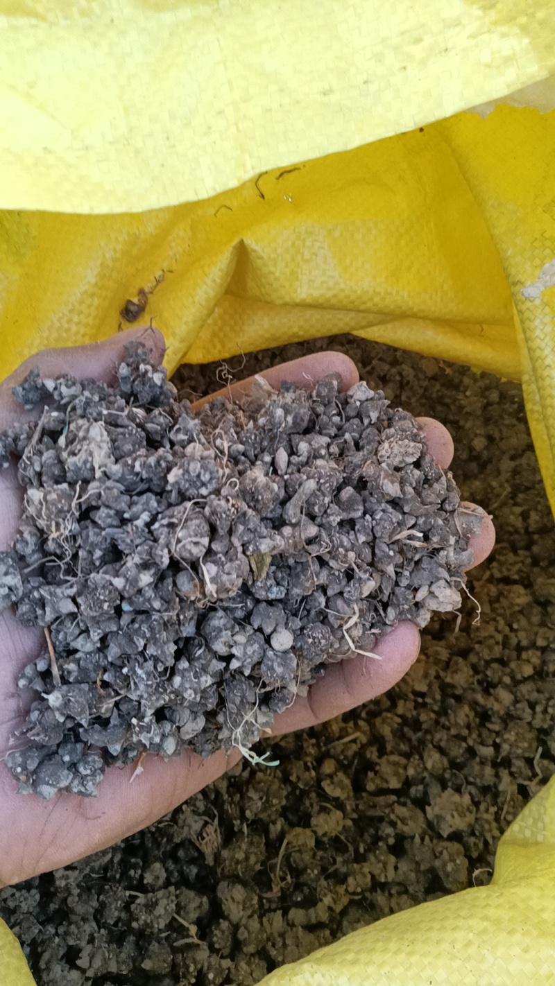 猫爪草，大量供货，不同归格，欢迎老板采购