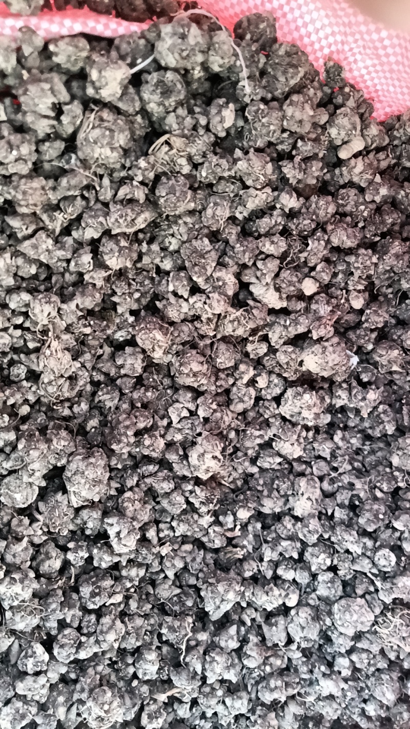 猫爪草，大量供货，不同归格，欢迎老板采购