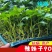 辣妹子苗香辣山东潍坊寿光高产抗病露天保护地种植非常好管理