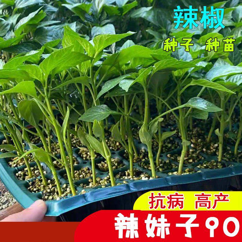 辣妹子苗香辣山东潍坊寿光高产抗病露天保护地种植非常好管理