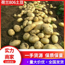 荷兰806土豆河北土豆（热卖推荐）现挖现发，对接全国客商