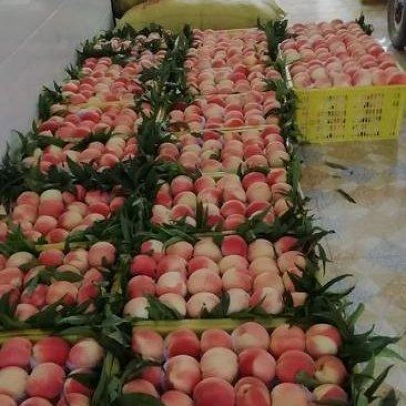 小金鱼桃，量大