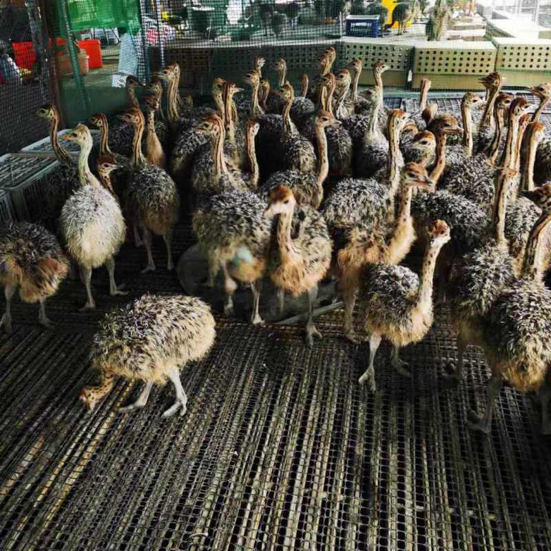 鸵鸟全国包邮基地直发线上下单