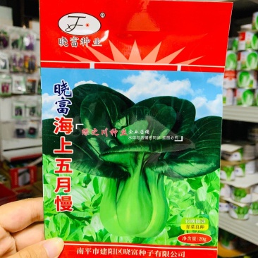 晓富海上五月慢菜种子四季蔬菜种籽甜嫩好吃小青菜种籽小油菜