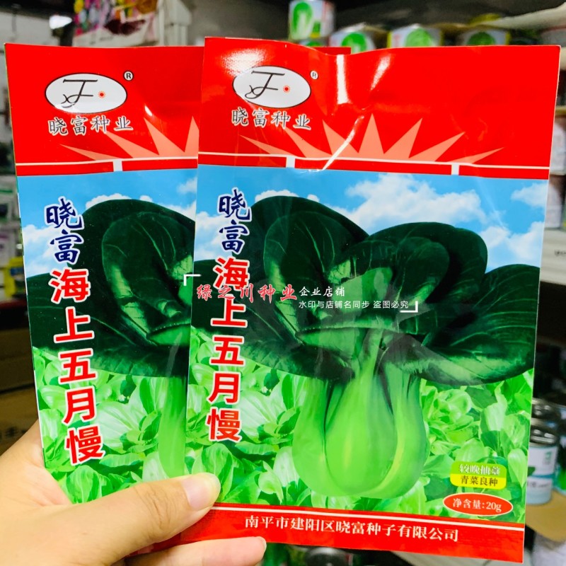 晓富海上五月慢菜种子四季蔬菜种籽甜嫩好吃小青菜种籽小油菜