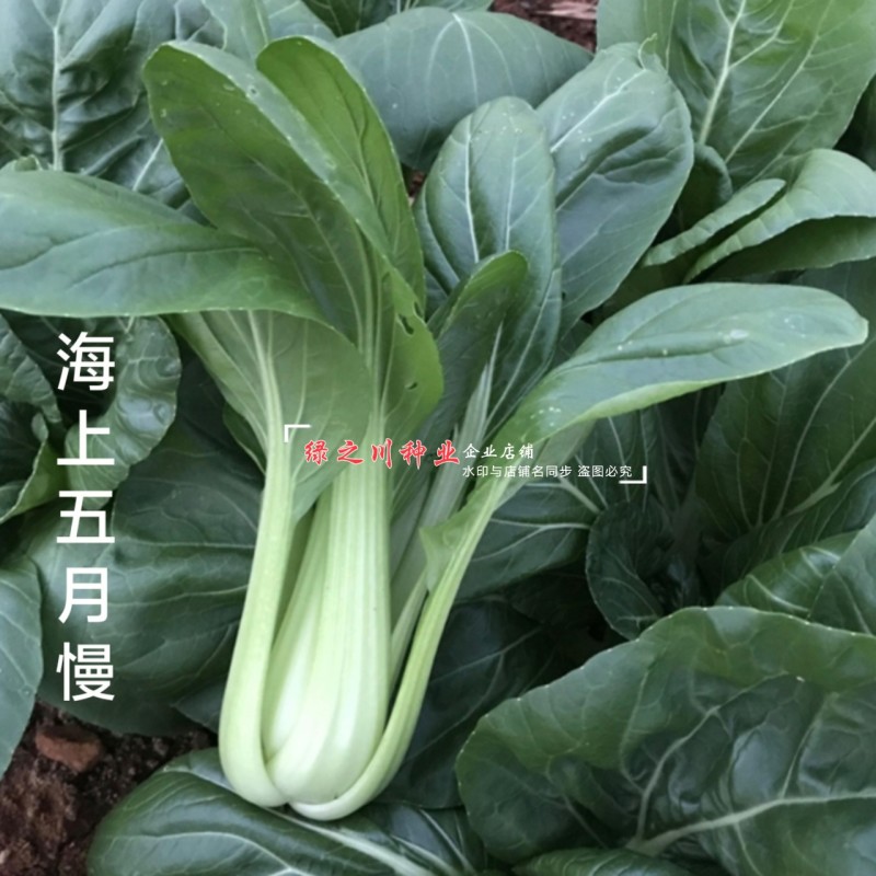 晓富海上五月慢菜种子四季蔬菜种籽甜嫩好吃小青菜种籽小油菜