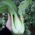 晓富海上五月慢菜种子四季蔬菜种籽甜嫩好吃小青菜种籽小油菜