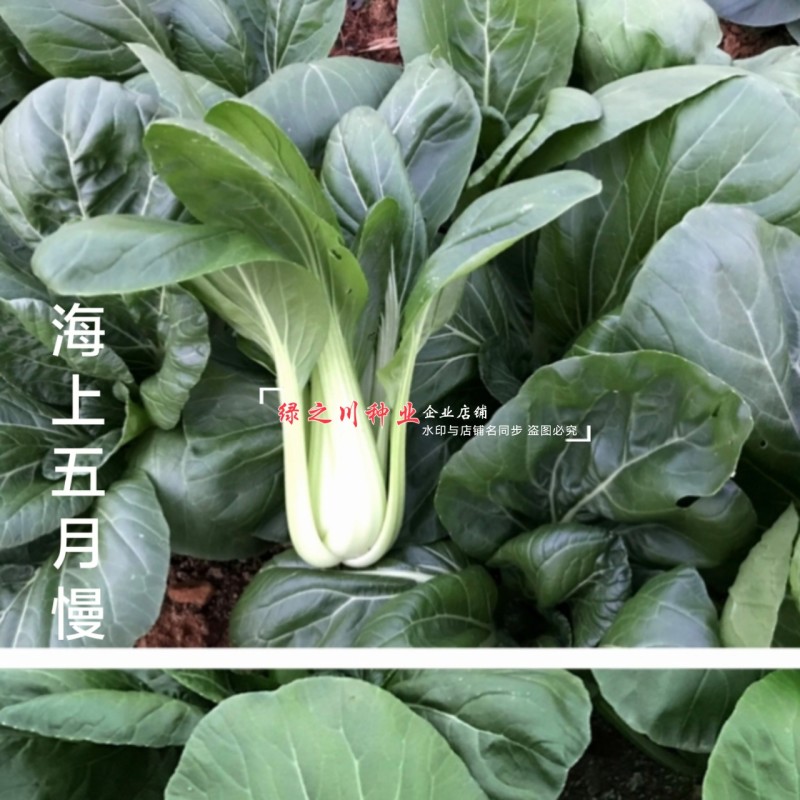 晓富海上五月慢菜种子四季蔬菜种籽甜嫩好吃小青菜种籽小油菜