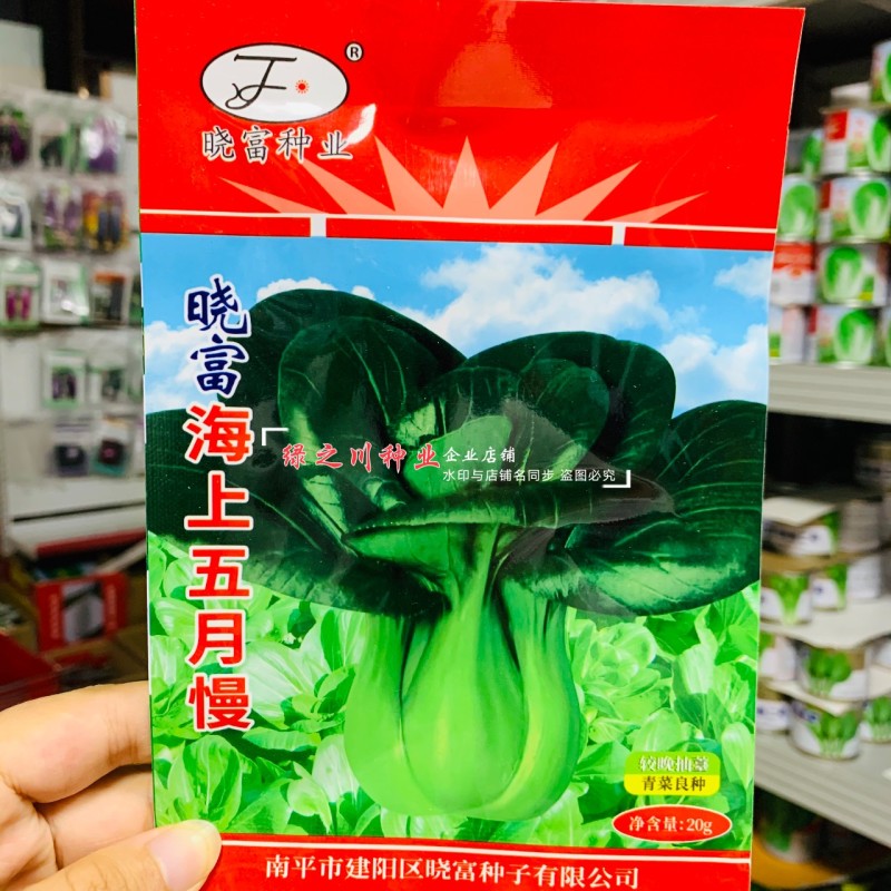 晓富海上五月慢菜种子四季蔬菜种籽甜嫩好吃小青菜种籽小油菜