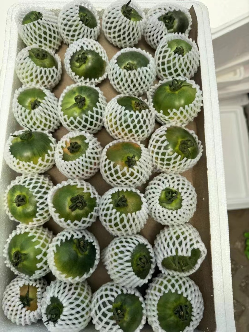 寿光西红柿绿腚西红柿铁皮西红柿价格实惠品质保证