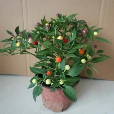 五彩辣椒花苗观赏盆栽彩椒五彩尖椒七彩珍珠椒樱桃椒