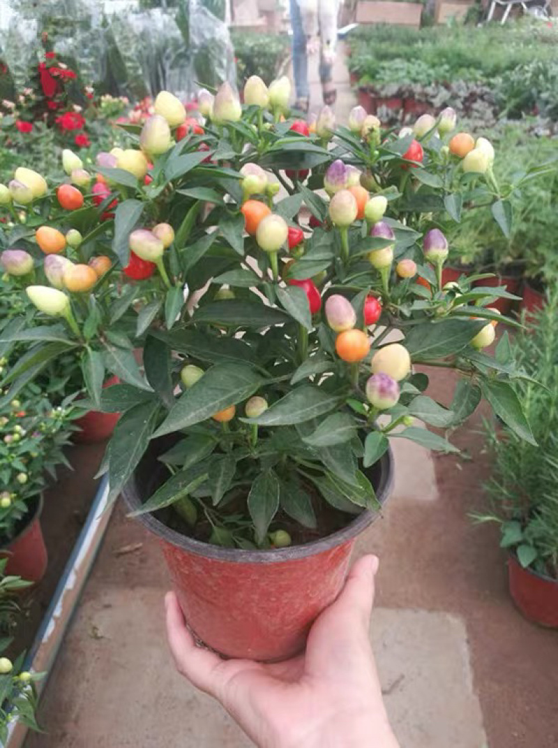 五彩辣椒花苗观赏盆栽彩椒五彩尖椒七彩珍珠椒樱桃椒