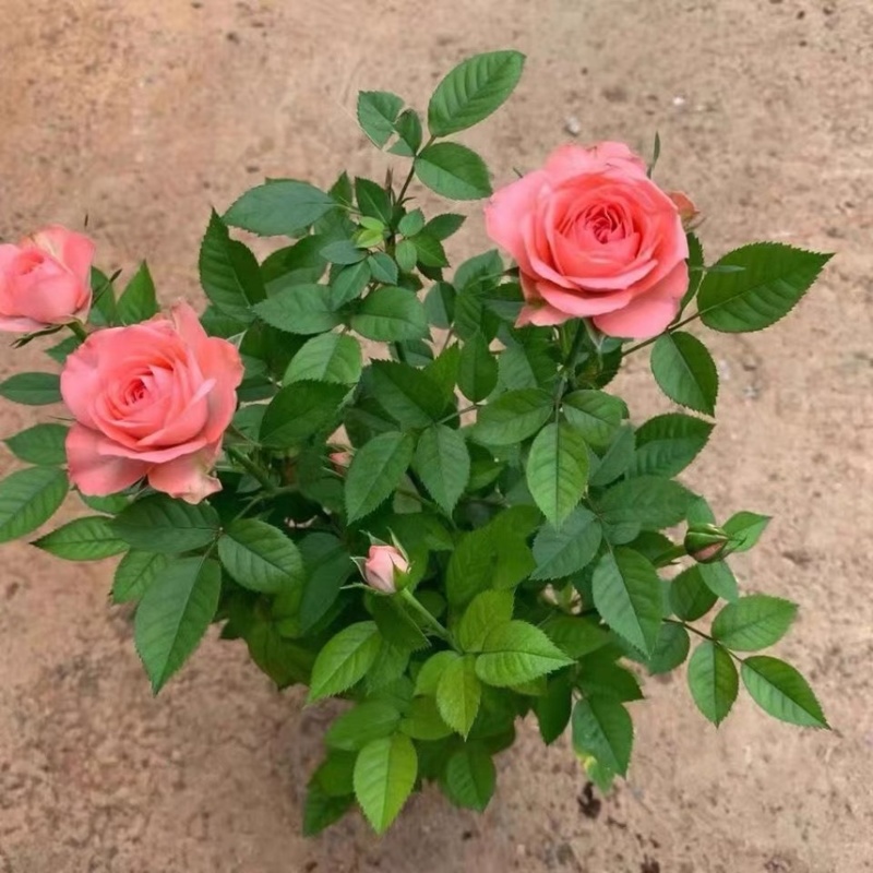 仙度瑞拉粉色灰姑娘阳台玫瑰花盆栽带花苞开花微月季花苗
