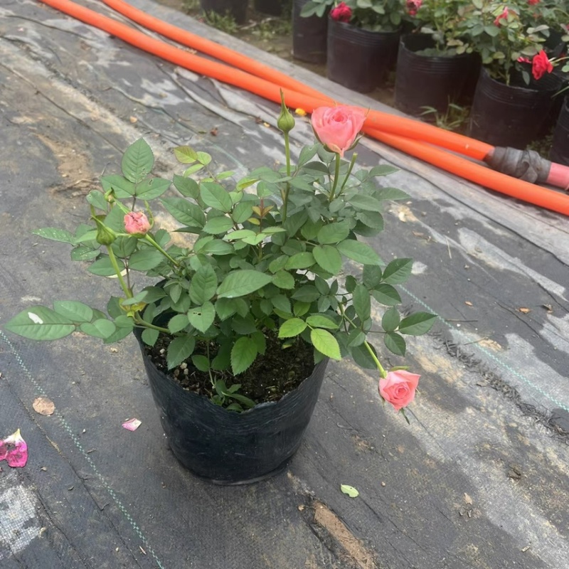仙度瑞拉粉色灰姑娘阳台玫瑰花盆栽带花苞开花微月季花苗