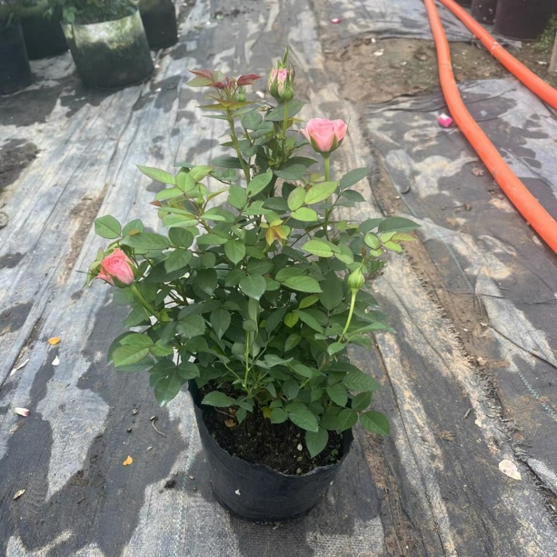 仙度瑞拉粉色灰姑娘阳台玫瑰花盆栽带花苞开花微月季花苗