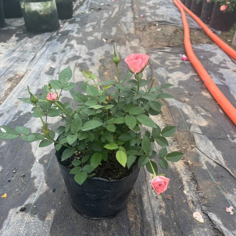仙度瑞拉粉色灰姑娘阳台玫瑰花盆栽带花苞开花微月季花苗