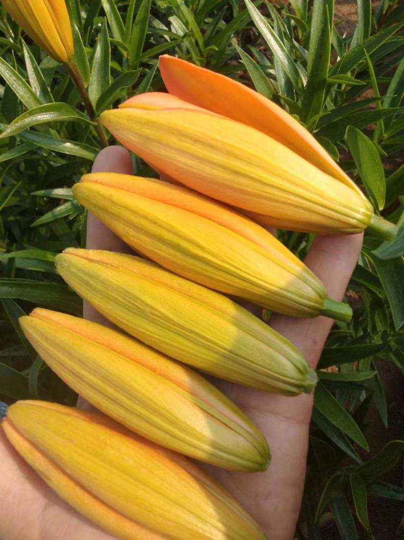 食用百合原种观赏百合绿化花海效果好