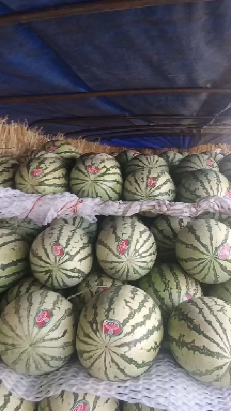宁夏硒砂瓜