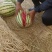 宁夏硒砂瓜