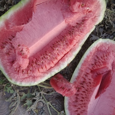 宁夏硒砂瓜