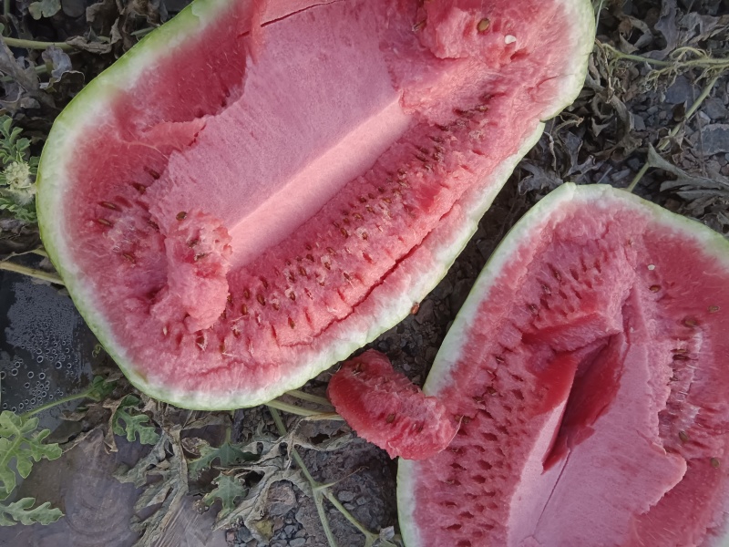 宁夏硒砂瓜