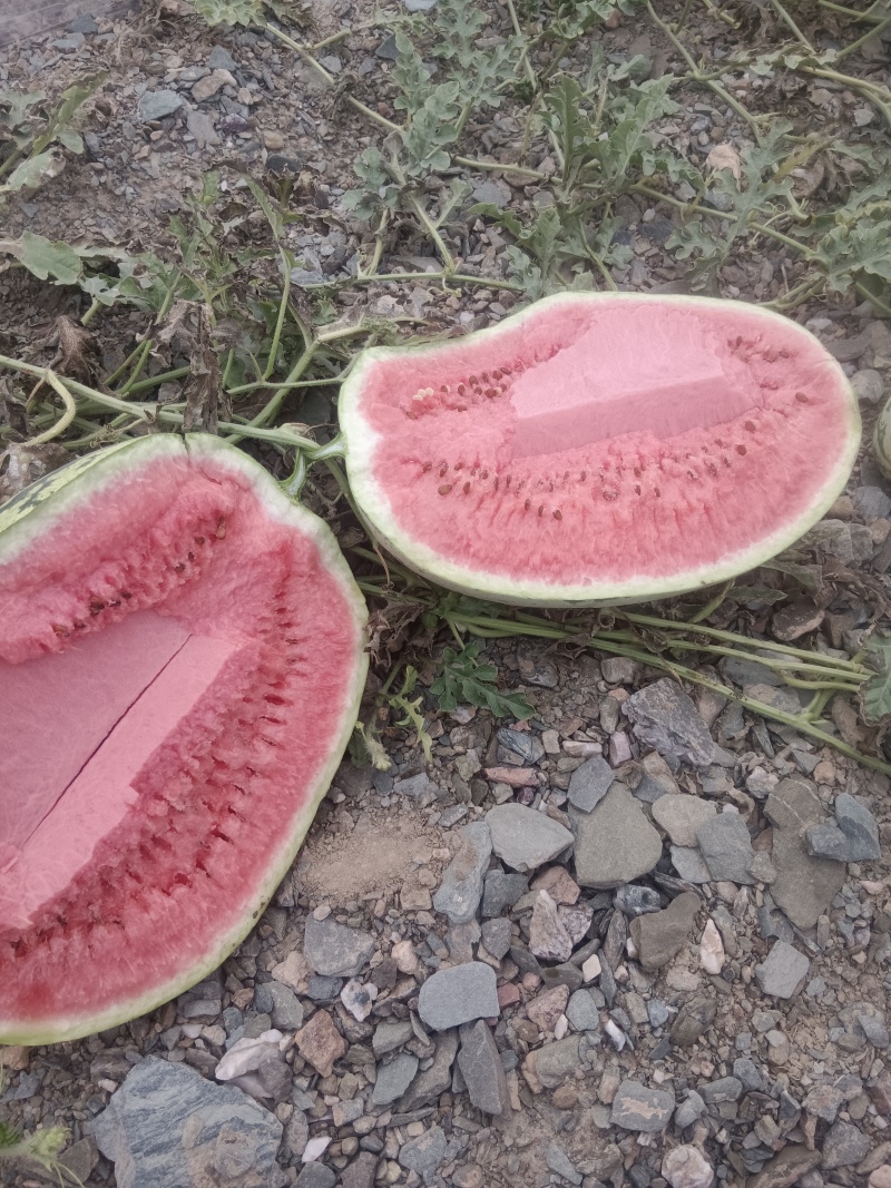 宁夏硒砂瓜
