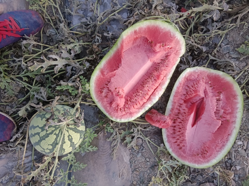 宁夏硒砂瓜