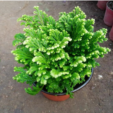 盆栽绿植卷柏盆栽珊瑚草金边卷柏九死还魂草青龙草观叶易养型