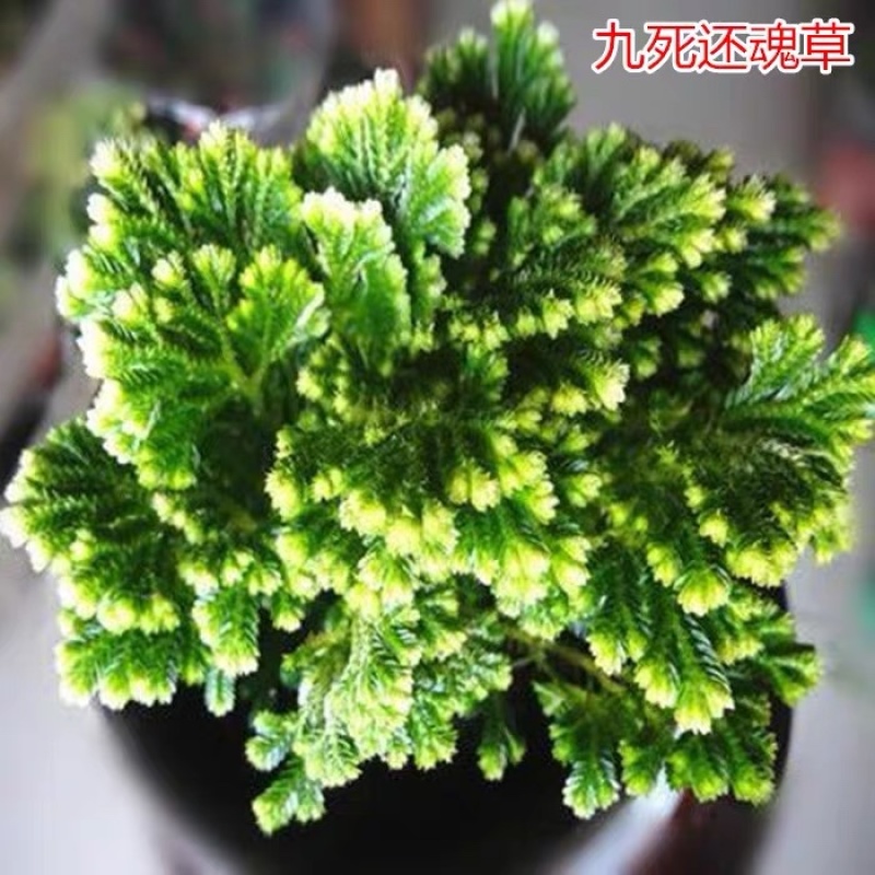 盆栽绿植卷柏盆栽珊瑚草金边卷柏九死还魂草青龙草观叶易养型