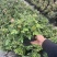 仙度瑞拉粉色灰姑娘阳台玫瑰花盆栽带花苞开花微月季花苗