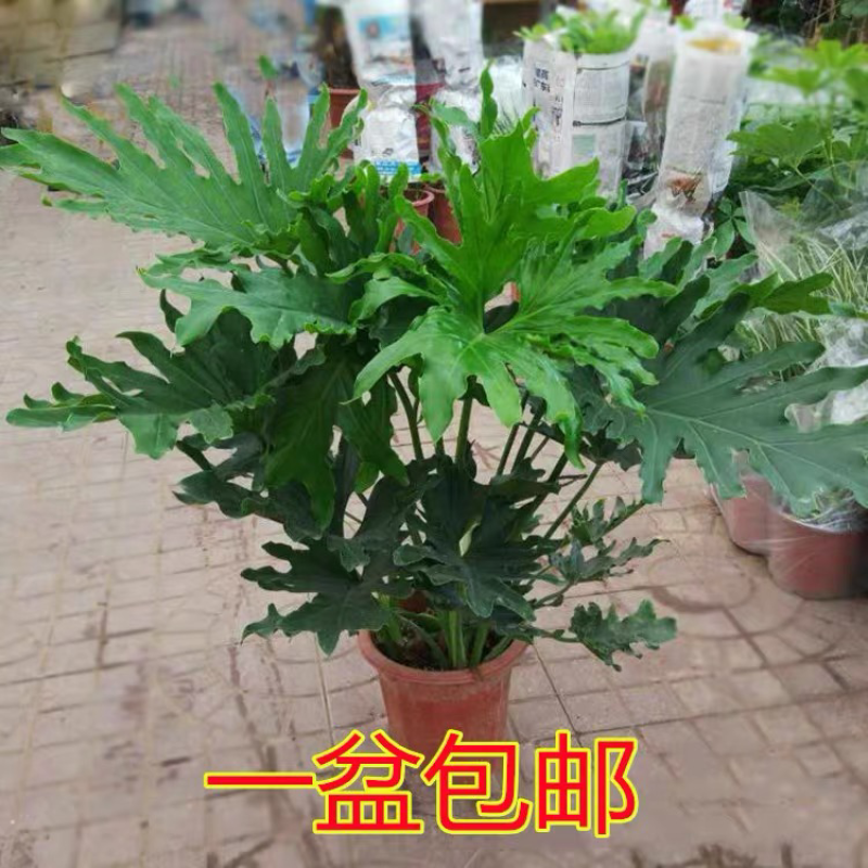 春羽春雨室内植物绿植盆栽吸甲醛净化空气办公盆栽