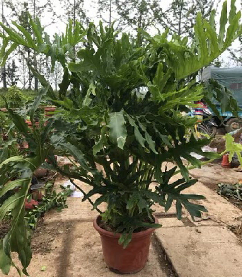 春羽春雨室内植物绿植盆栽吸甲醛净化空气办公盆栽