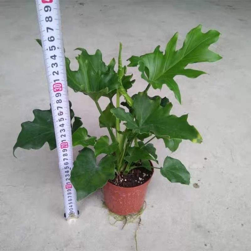 春羽春雨室内植物绿植盆栽吸甲醛净化空气办公盆栽