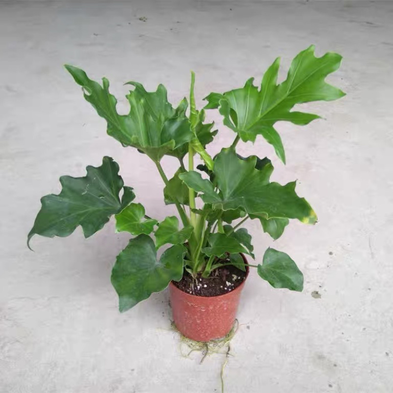 春羽春雨室内植物绿植盆栽吸甲醛净化空气办公盆栽
