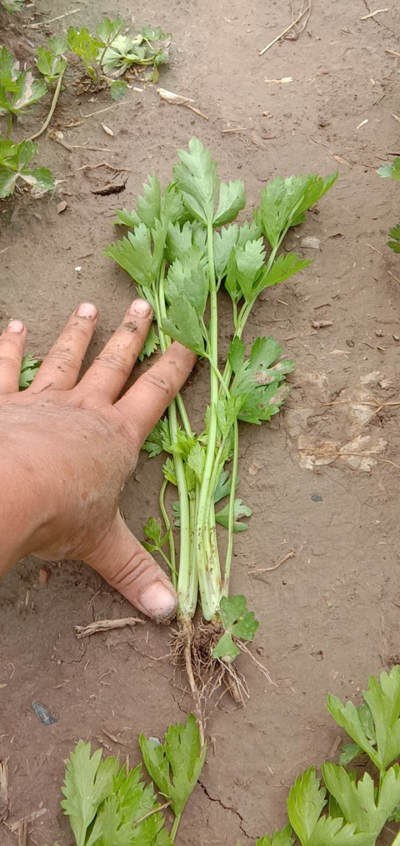 皇后优质芹菜苗，百亩苗厂大量供应