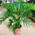 春羽春雨室内植物绿植盆栽吸甲醛净化空气办公盆栽