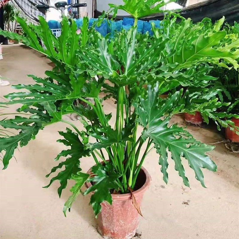 春羽春雨室内植物绿植盆栽吸甲醛净化空气办公盆栽