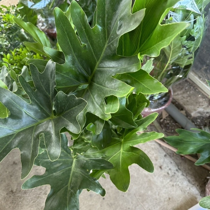 春羽春雨室内植物绿植盆栽吸甲醛净化空气办公盆栽