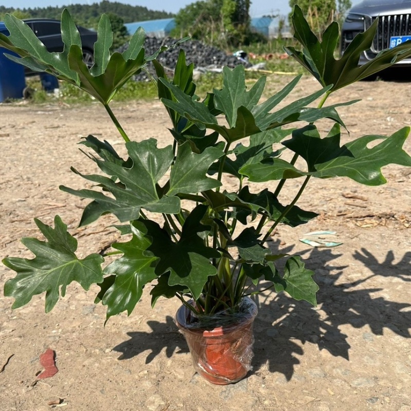 春羽春雨室内植物绿植盆栽吸甲醛净化空气办公盆栽