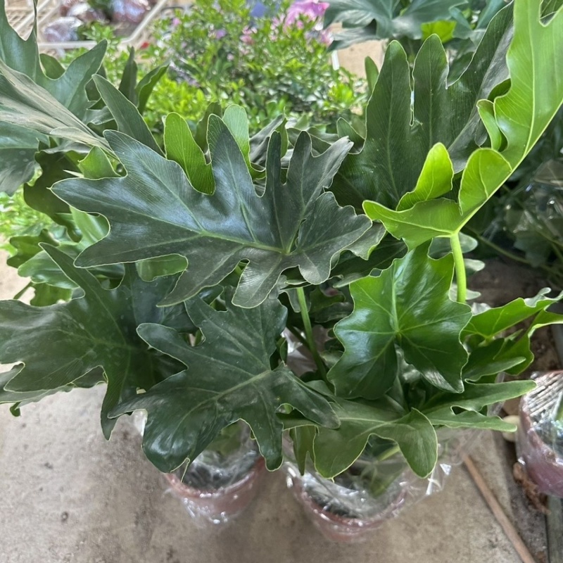 春羽春雨室内植物绿植盆栽吸甲醛净化空气办公盆栽