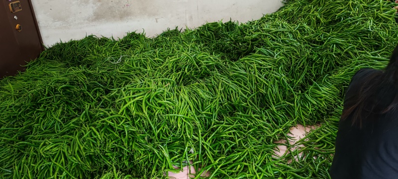 秦岭山里3号，7号辣椒，光泽度，硬度好，耐运输，产地发，