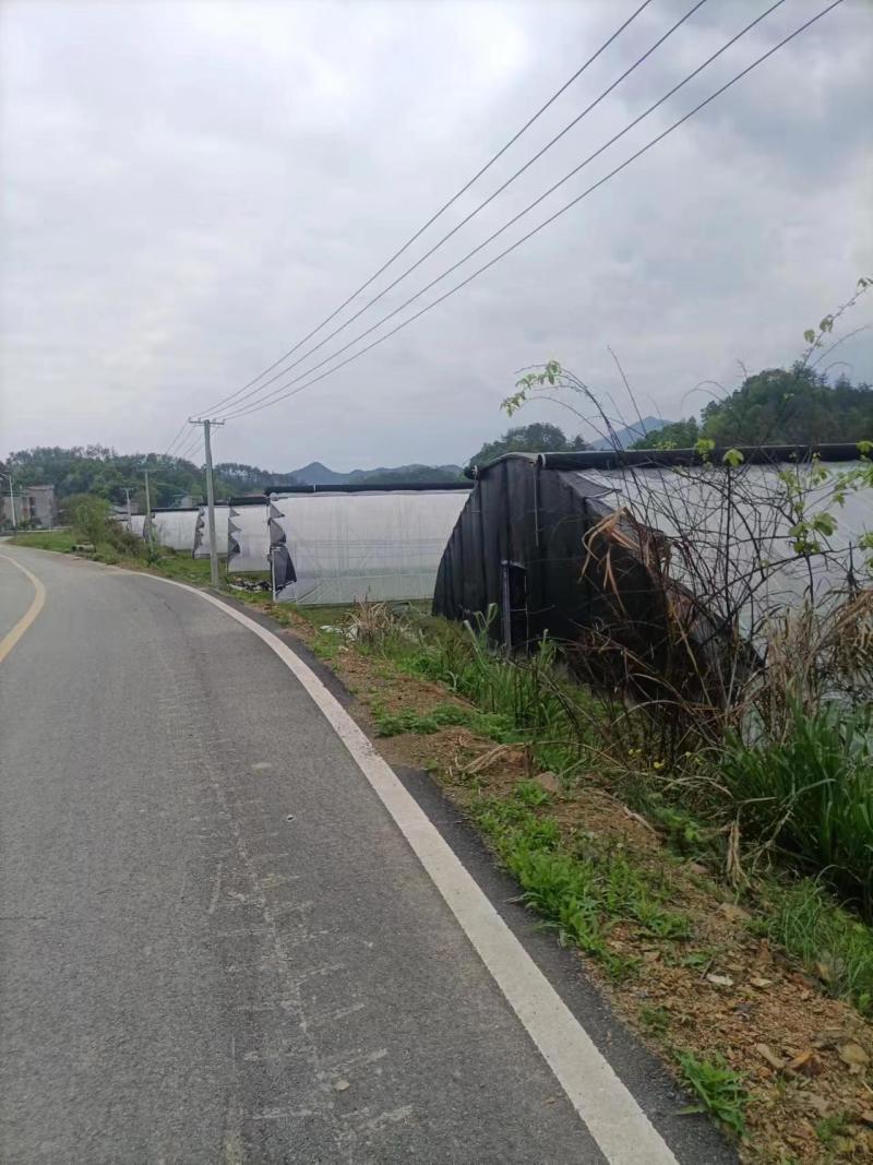 ，150亩棉被大棚出租