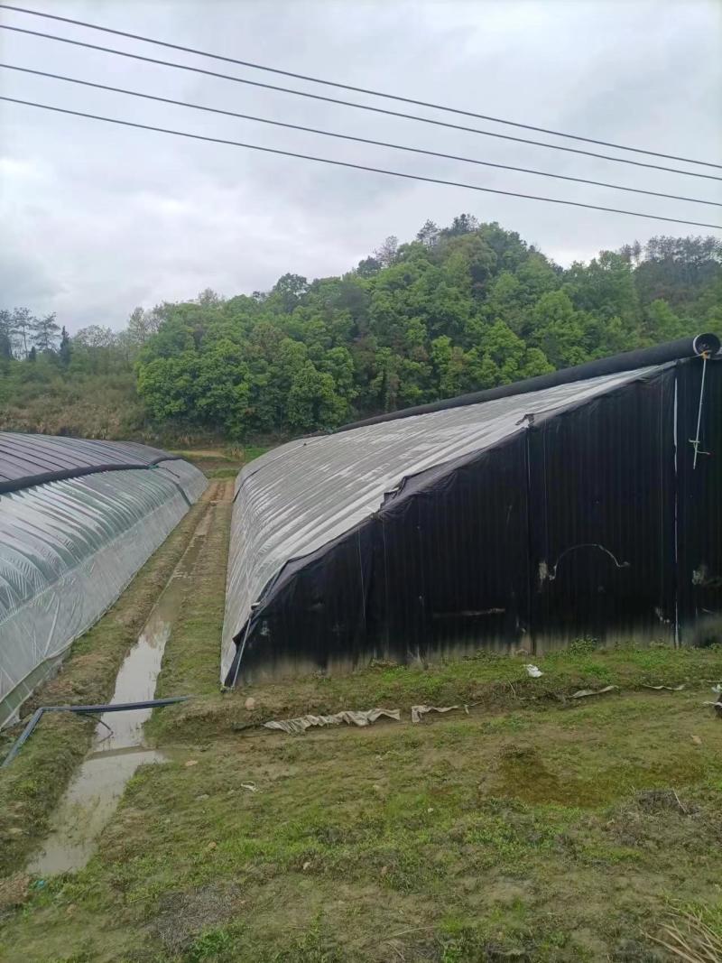 ，150亩棉被大棚出租