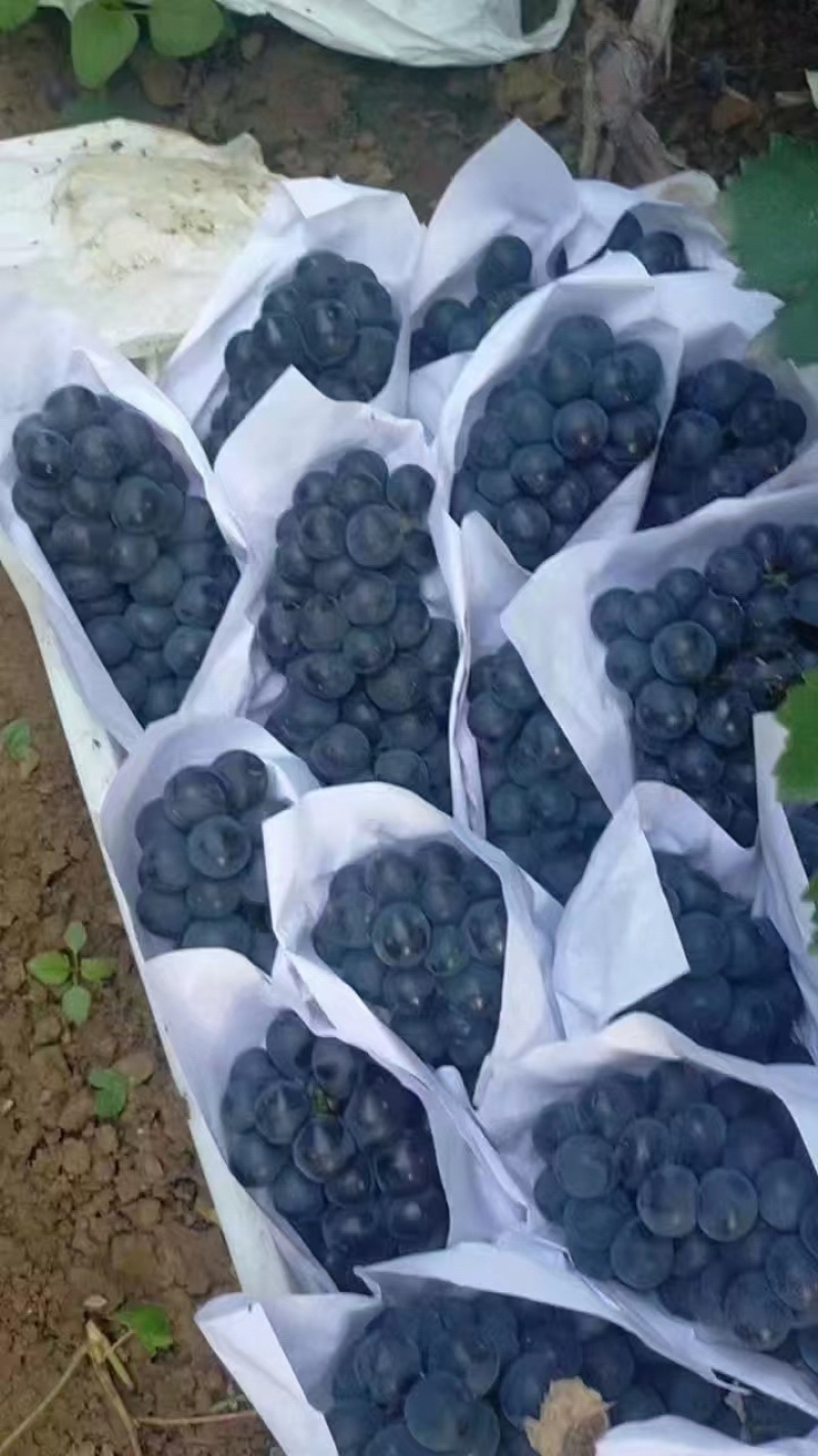 辽峰葡萄产地直发，一手货源，价格优惠，诚信经营，全国可发