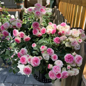 四季开藤本月季花苗小伊甸园阳台庭院爬藤超感花卉玫瑰植物