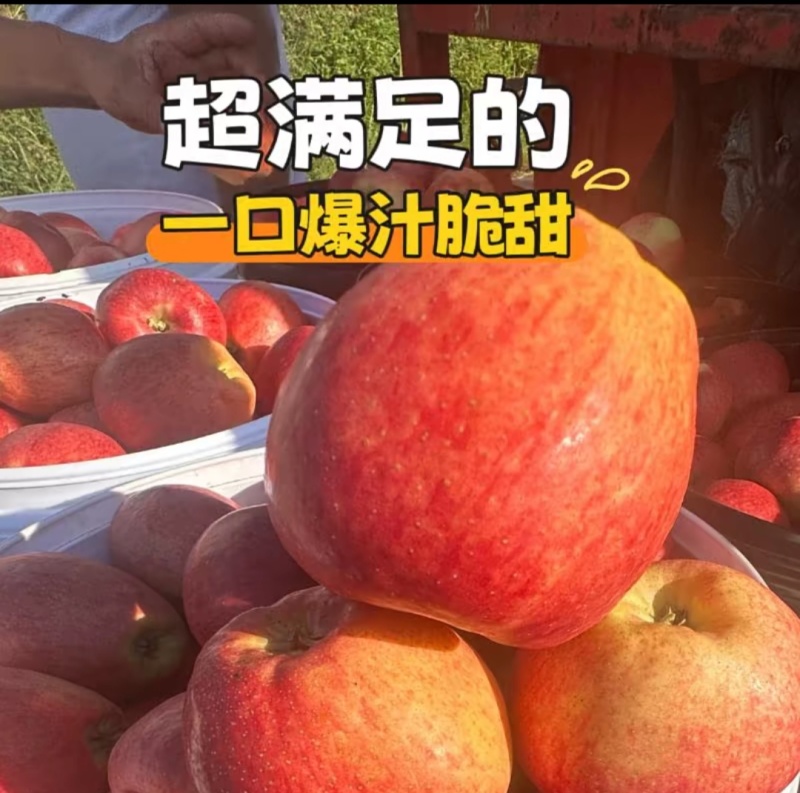 云南红露苹果精品产地直销支持一件代发电商整车待发