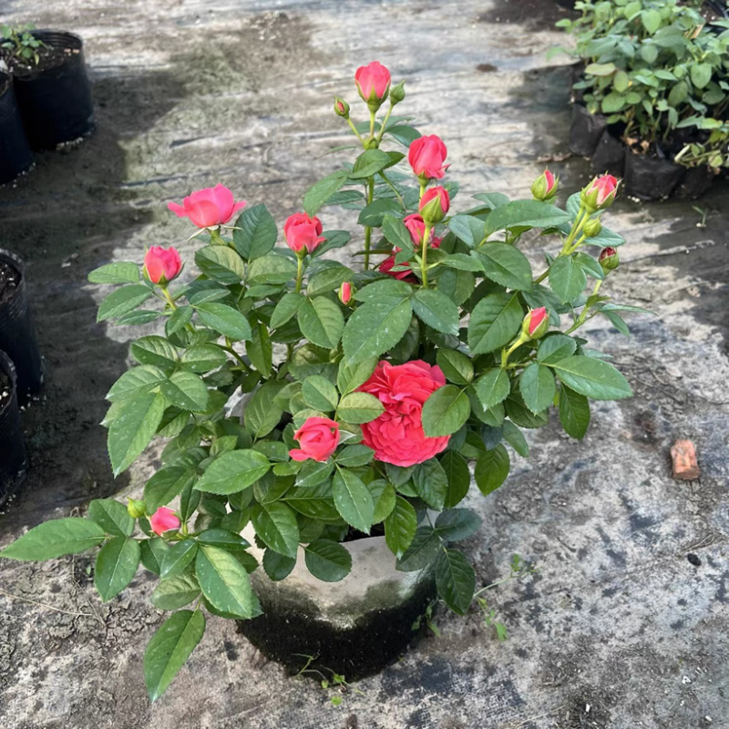红色果汁阳台月季花苗盆栽微月四季庭院大花玫瑰香丰花型大花