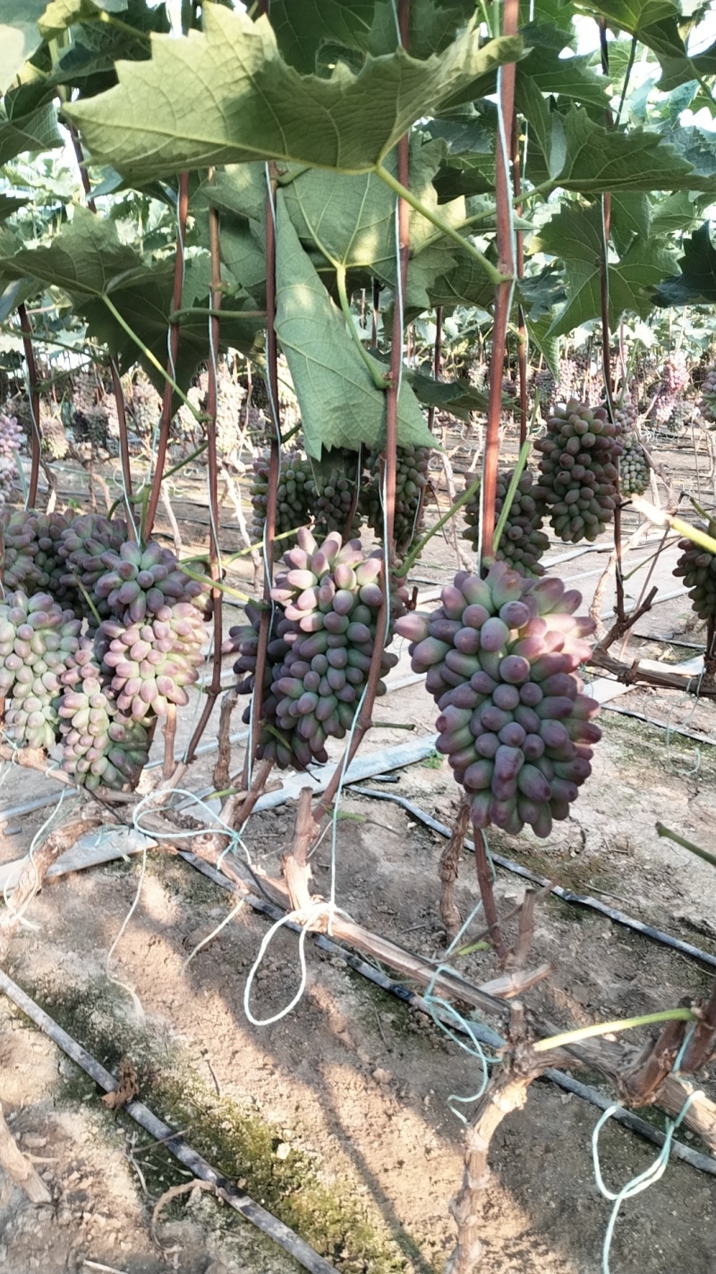 吉林长春葡萄大棚葡萄茉莉香货源稳定基地直发对接全国客商